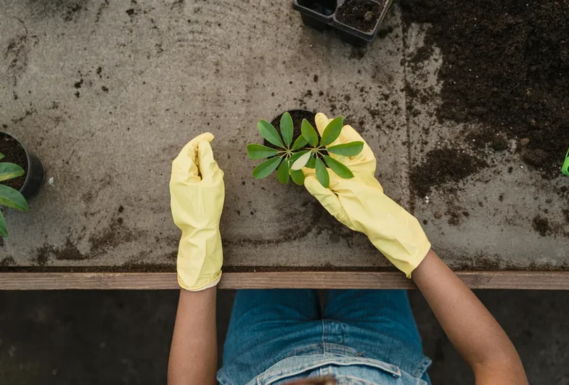Bio-Fertilizer Consortia Powering Your Crops